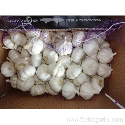 Fresh Garlic Pure White Garlic